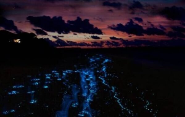 Tour a Baru y plancton nocturno - Imagen 3