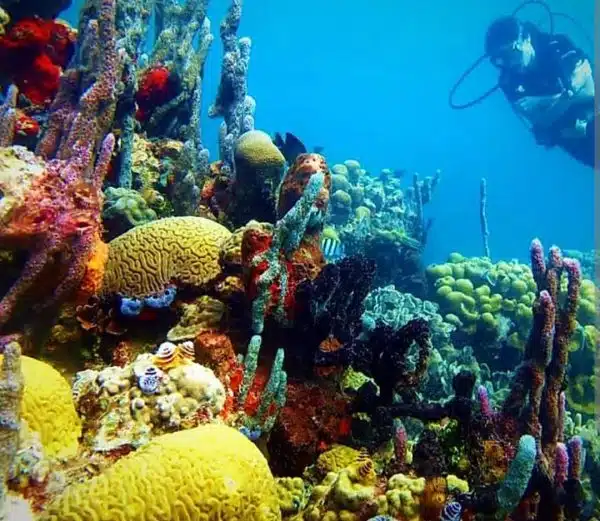Diving Cartagena: la aventura submarina - Imagen 3