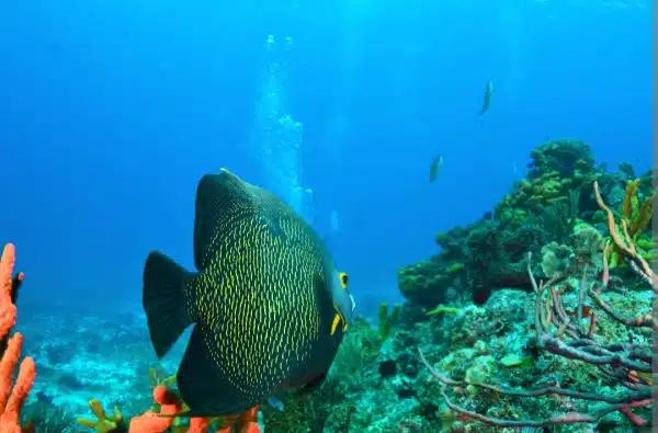 Buceo Taganga: la mejor forma de disfrutar del mar Caribe - Imagen 3