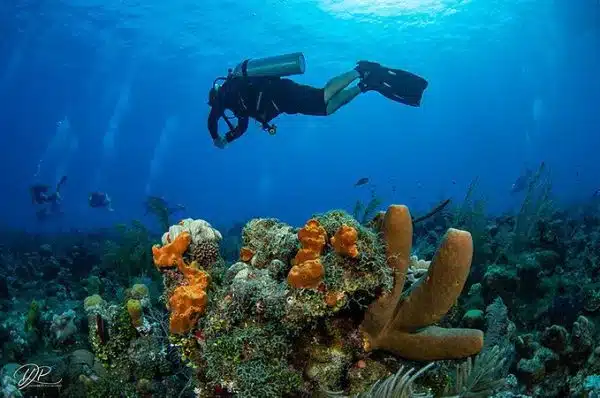 Buzo descendiendo hacia un vibrante arrecife coralino, uno de los mejores puntos de buceo en San Andrés.