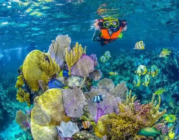 Diving Cartagena: la aventura submarina - Imagen 5